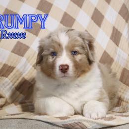 Grumpy - Red merle male Australian Shepherd puppy in Keytesville, Missouri from Dogwood Lane Canine