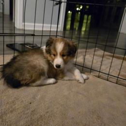 Sugar - Sable and white female Shetland Sheepdog puppy in Lincolnton, North Carolina from Oakview Kennels