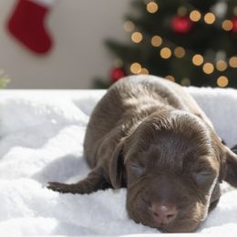 Marley - Chocolate male Dachshund puppy in Mesa, Arizona from Dach Army LLC