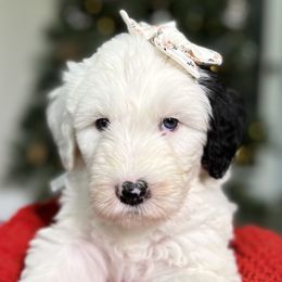 Bernedoodle, Goldendoodle, and Sheepadoodle Puppies from High Desert Doodles
