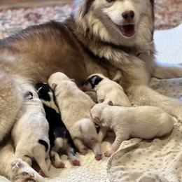 Pomsky Puppies from Strawberry Moon Pomskies