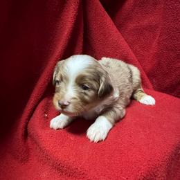 Red Merle Male - Red merle male Toy Australian Shepherd puppy in Billings, Montana from Chapman's Aussies