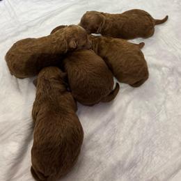 Male 3 - Red  male Poodle puppy in Modesto, California from Oso’s Red Toy, Mini, & Standard Poodles