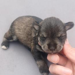 Irwen - Salt and pepper female Miniature Schnauzer puppy in Milton Freewater, Oregon from Rose Brook Family Farms