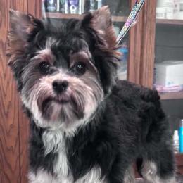 Gypsy - Black tan and white female Biewer Terrier puppy in Athens, Tennessee from Paws & Kisses