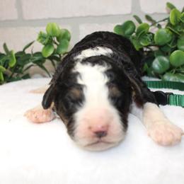 Green - Tri-color male Bernedoodle puppy in Mississippi from Ewing Acres