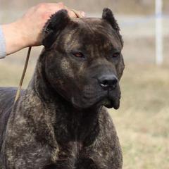 Perro de Presa Canarios from PresaMania