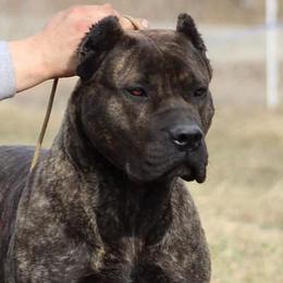 Perro de Presa Canarios from PresaMania