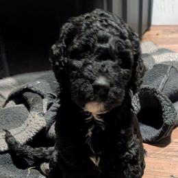 Ginny - Black female Sheepadoodle puppy in Austin, Texas from Darling Doodles