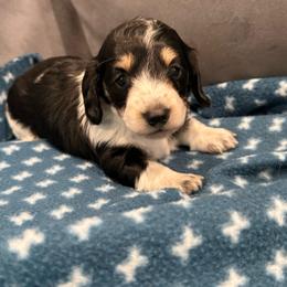 Star - Piebald female Dachshund puppy in Troup, Texas from Darling Doxies