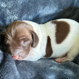 Clyde - Piebald male Dachshund puppy in Bruceton, Tennessee from Dachshund Dreams (miniature)