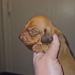 Boy 2 - Red male Dachshund puppy in Lansing, Michigan from Black Thunder 517 Cane Corso and Dachshunds and frenchies