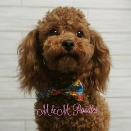Remi - Poodle