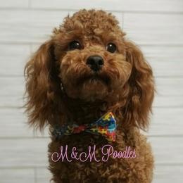 Remi - Poodle