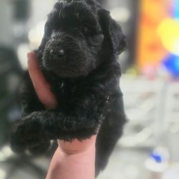 Bentley - Black male Goldendoodle puppy in Pleasant Hill, Iowa from Courtney Nicole's Mal Shihs