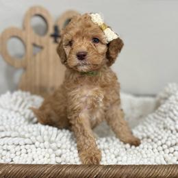 Aura-Green Collar - Red female Bernedoodle puppy in Oak Hills, California from High Desert Doodles