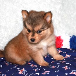 Pomsky Puppies from Highpoint Pomskies