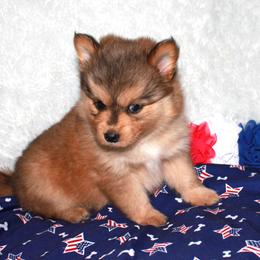 Pomsky Puppies from Highpoint Pomskies