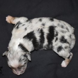 Australian Shepherds from Hartspride Australian Shepherds