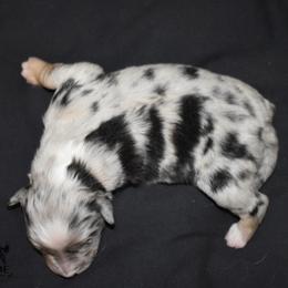 Australian Shepherds from Hartspride Australian Shepherds