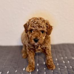 Pooh - Red  male Goldendoodle puppy in Bells, Texas from Partridge Doodles and Poodles