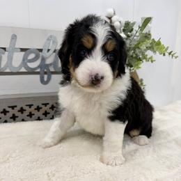 Mr. Compassionate - Tri-color male Bernedoodle puppy in Hegins, Pennsylvania from Bubbling Springs Doodles, LLC