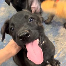 Nyx - Black brindle female Dutch Shepherd puppy in Sierra Vista, Arizona from KnightWatch K-9