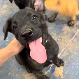 Nyx - Black brindle female Dutch Shepherd puppy in Sierra Vista, Arizona from KnightWatch K-9