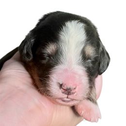 Buffalo - Black rust and white male Bernese Mountain Dog puppy in Petersburg, Michigan from J & J Meadows
