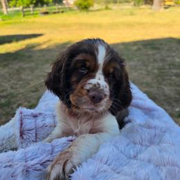 Sierra - Liver and white male English Springer Spaniel puppy in Hephzibah, Georgia from Sidel's Springers