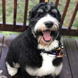Lincoln - Bernedoodle
