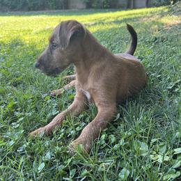 Boy - Red male Irish Terrier puppy in Sequim, Washington from Red Branch Irish Terriers