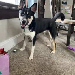 Siberian Husky puppies from Dances With Huskies