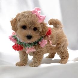 Juliet - Apricot female Maltipoo puppy in Spring, Texas from GlamPaw Maltipoos