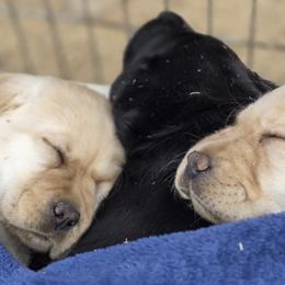 Labrador Retrievers from Lone Desert Labradors