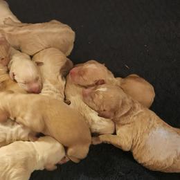 Boy 2 - Caramel cream male Labradoodle puppy in Fostoria, Michigan from North Country Kennel Club
