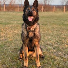 German Shepherd puppies from Von Der Havier German Shepherds