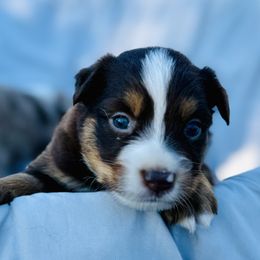 Amber - Red tri female Miniature Australian Shepherd puppy in Hempstead, Texas from Young Gun Aussies