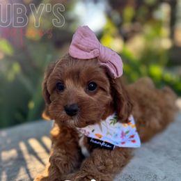Cavapoo puppies from Ruby's Cavapoos