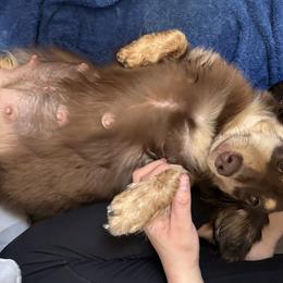 Dachshund Puppies from Dreamy Creamies