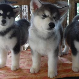 Alaskan Malamute Puppies from Kalamals