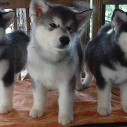 Alaskan Malamute Puppies from Kalamals