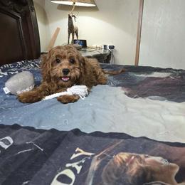 Ali - Red female Cavapoo puppy in Copan, Oklahoma from Lebel Cavapoos