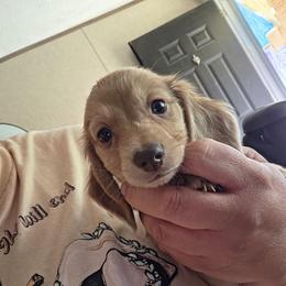 Cream Dapple - Dapple male Dachshund puppy in Panama City Fl, Florida from Southern Bliss Doxies