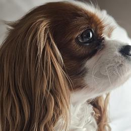 Ayla - Cavalier King Charles Spaniel