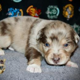 Casanova - Red merle male Miniature Australian Shepherd puppy in El Dorado Springs, Missouri from HP Aussie Kennels