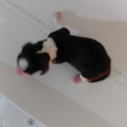 Gray - Black white and tan male English Springer Spaniel puppy in Westmorland, California from IV Springers of California