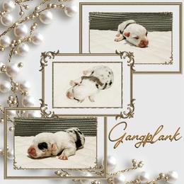 Gankplank - Blue merle and white male American Corgi puppy in Fitzhugh, Oklahoma from Elmiphyr Corgis