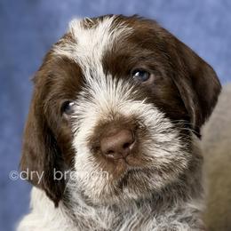 Boy 2 - Brown and gray male Wirehaired Pointing Griffon puppy in Milton, Florida from Dry Branch