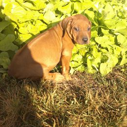 Pink - Rd whtn blk nose female Rhodesian Ridgeback puppy in Carney, Oklahoma from River Run Parson Russell terriers & River Run Ridgebacks